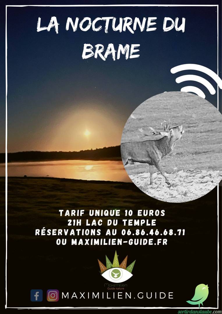 Vivre le brame du cerf en nocturne - 0