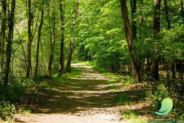 Reconnexion en forêt, découvre la magie de la sylvothérapie humaniste - 0