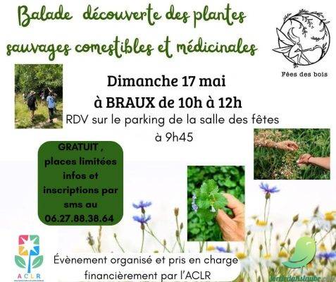 Balade autour des plantes sauvages - 0
