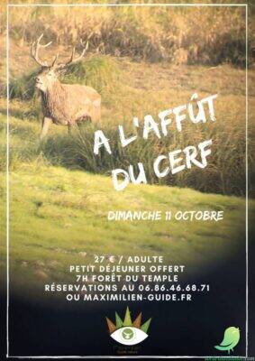 A l&rsquo;affût du cerf - 0